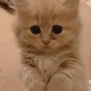 Meet your Posher, Coco